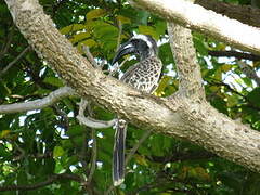 African Grey Hornbill