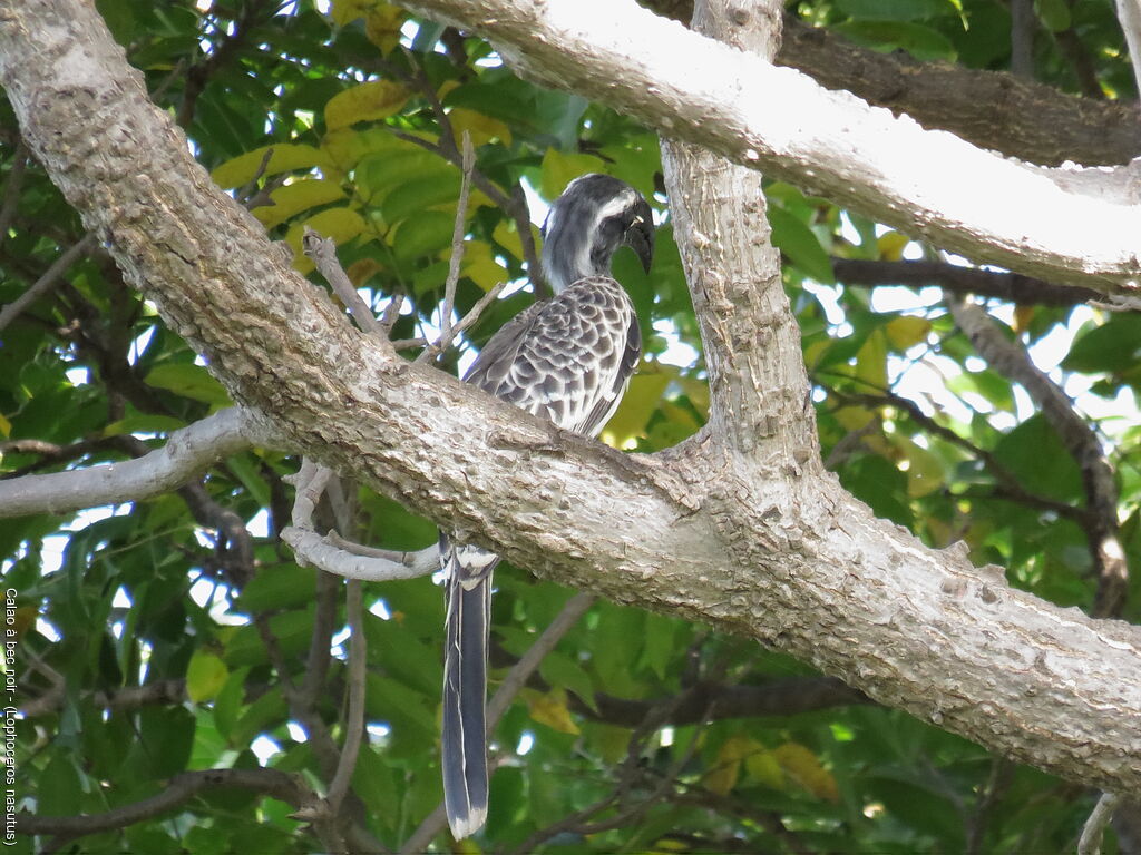 African Grey Hornbill