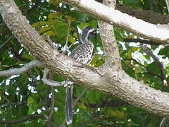 African Grey Hornbill