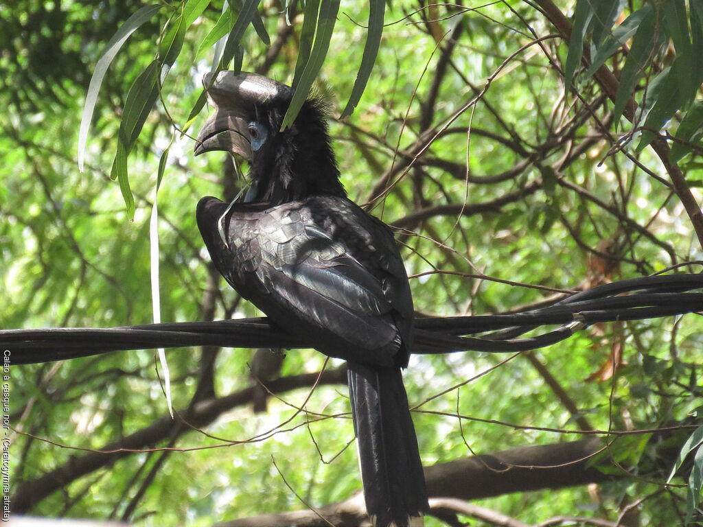 Black-casqued Hornbill