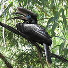 Calao à casque noir