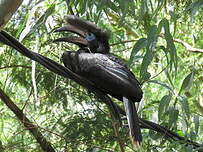 Calao à casque noir