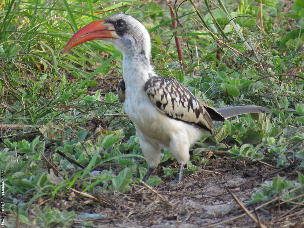 Western Red-billed Hornbill