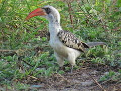 Western Red-billed Hornbill