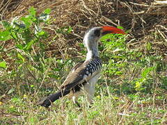 Western Red-billed Hornbill