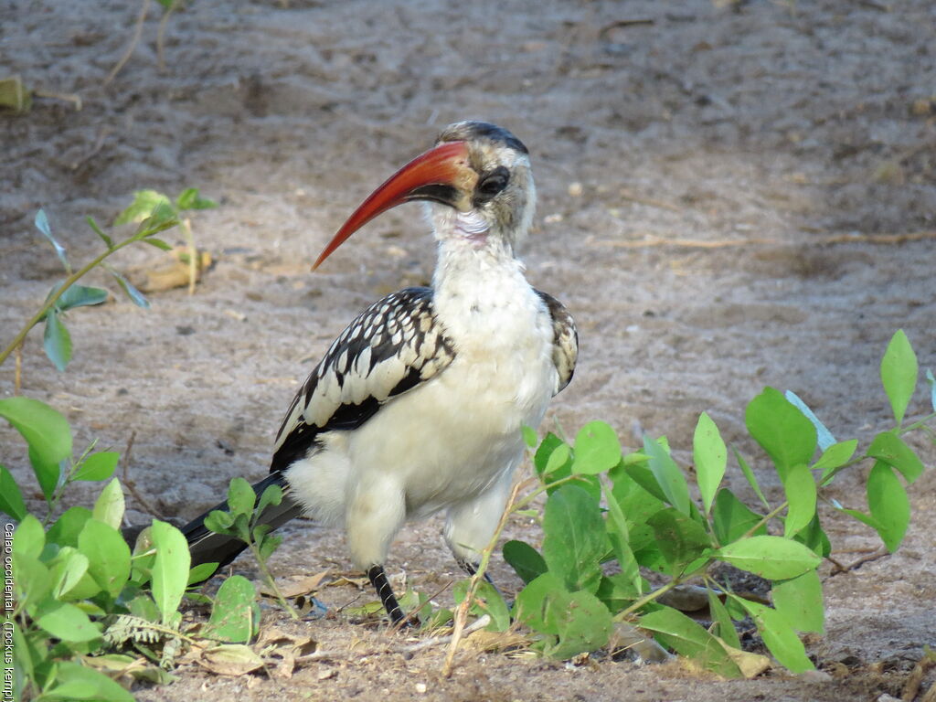 Western Red-billed Hornbill