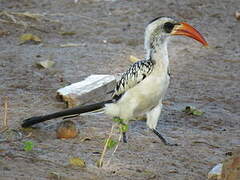 Western Red-billed Hornbill