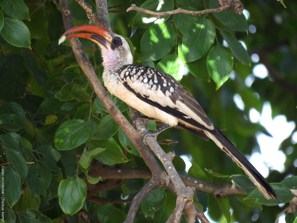 Western Red-billed Hornbill