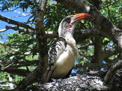 Western Red-billed Hornbill