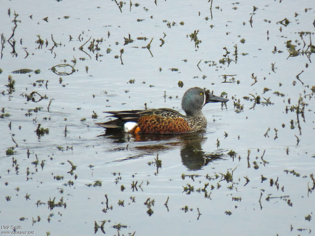 Canard bridé mâle adulte, habitat, pigmentation