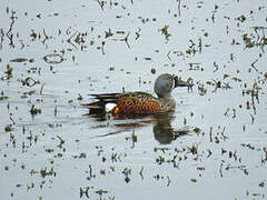 Canard bridé