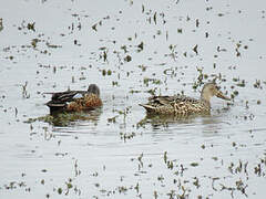 Australasian Shoveler