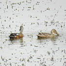 Canard bridé
