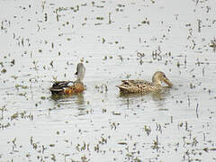 Australasian Shoveler