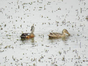 Canard bridé