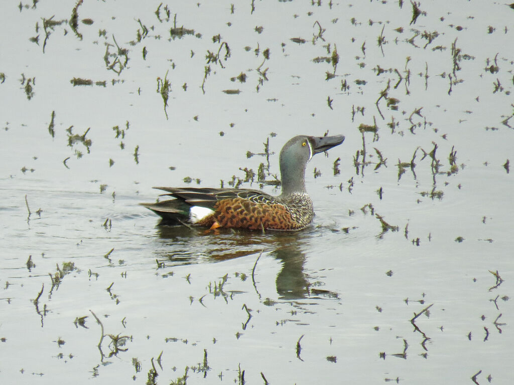 Canard bridé mâle