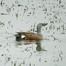 Canard bridé