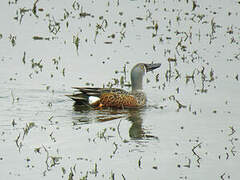 Australasian Shoveler