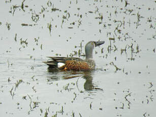 Canard bridé