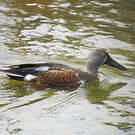 Canard bridé