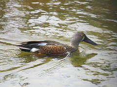 Australasian Shoveler