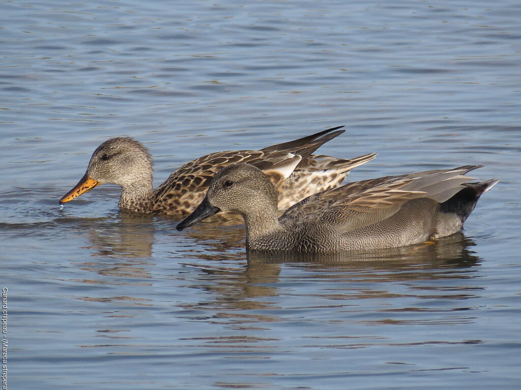 Canard chipeauadulte