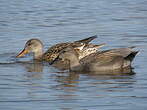 Canard chipeau