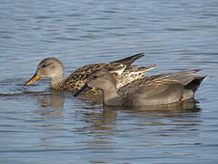 Gadwall