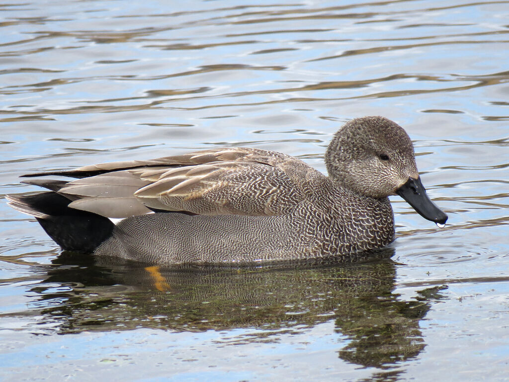 Gadwall male