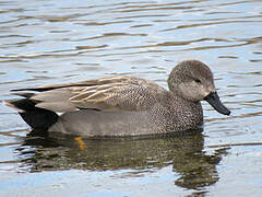 Gadwall