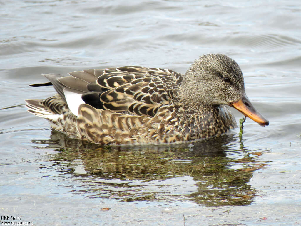 Gadwall female adult, feeding habits