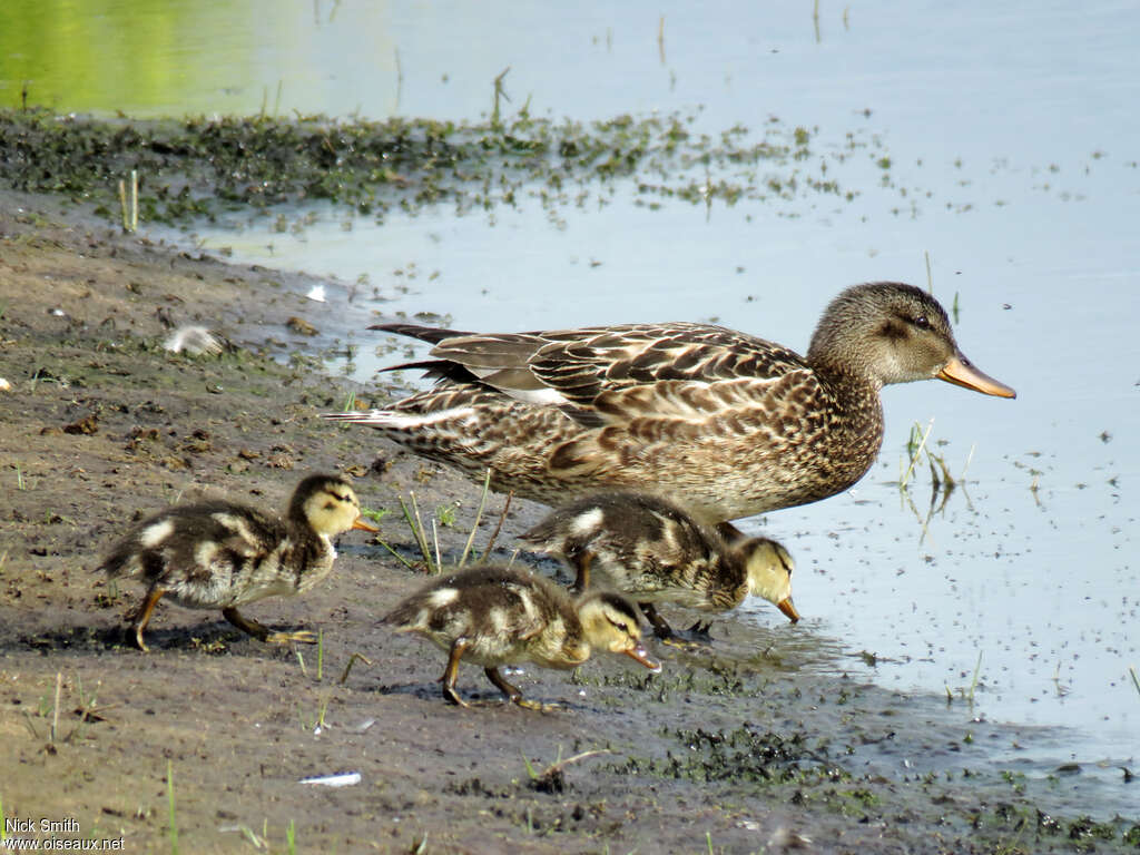 Gadwall, Reproduction-nesting