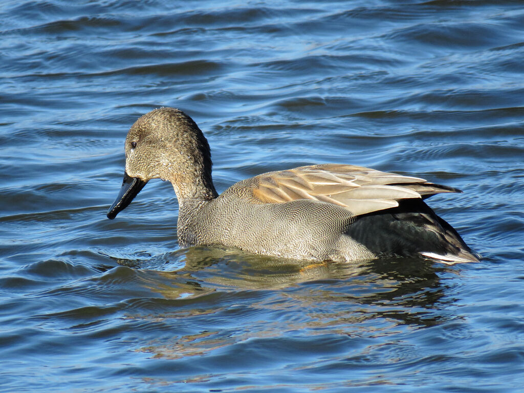 Gadwall male