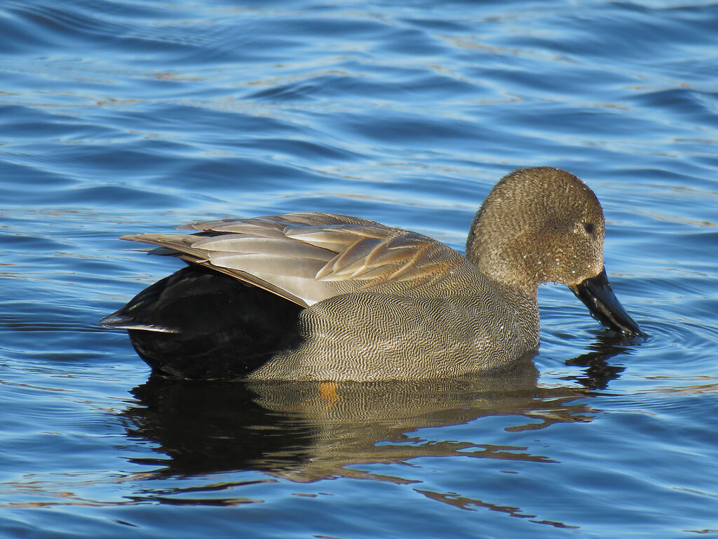 Gadwall male