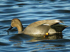 Gadwall