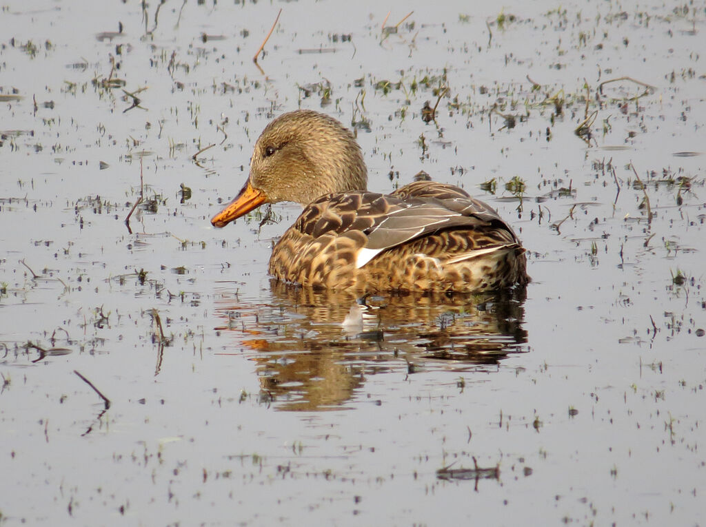 Canard chipeau femelle