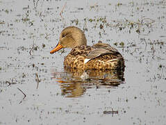 Gadwall