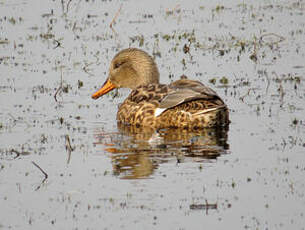 Canard chipeau