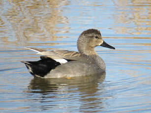 Canard chipeau