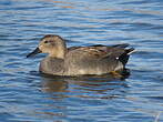 Canard chipeau