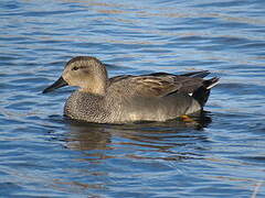 Canard chipeau