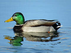 Canard colvert