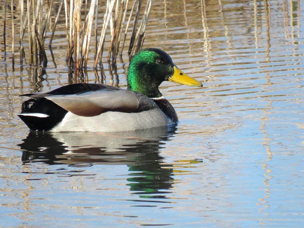 Mallard male