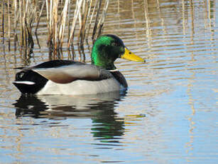 Canard colvert