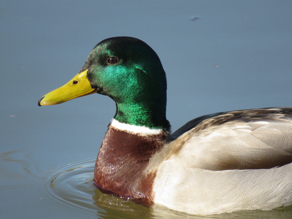 Canard colvert mâle