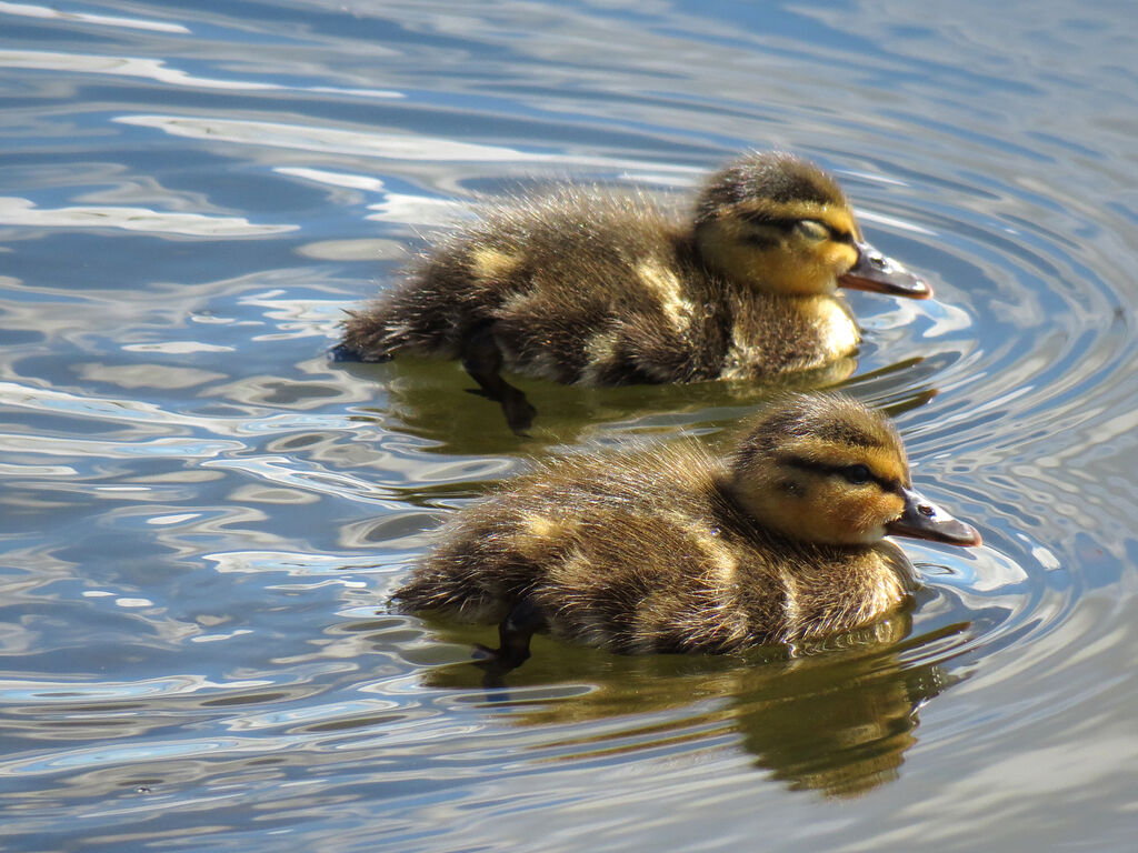 Canard colvertjuvénile