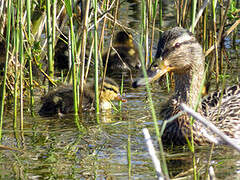 Canard colvert