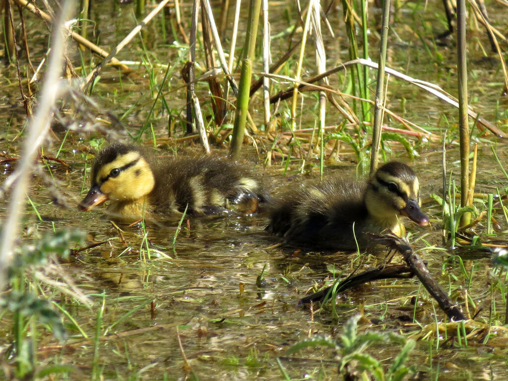 Canard colvert femelle juvénile