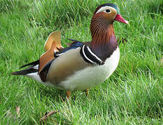 Mandarin Duck