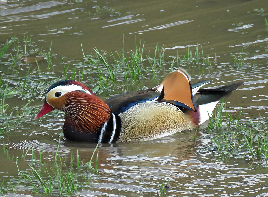 Canard mandarin